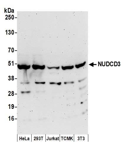 NUDCD3 Antibody (aa311-361)