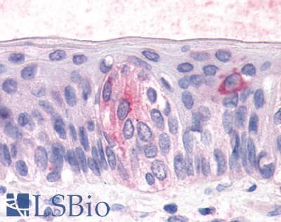 PathPlus™ T1R3 / TAS1R3 Antibody (N-Terminus)