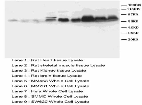 SMAD2 Antibody (N-Terminus)