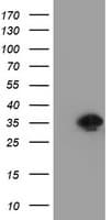 RYBP Antibody (clone OTI2H9)