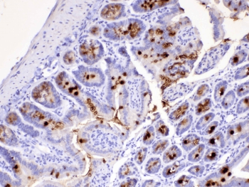 Polyclonal Rabbit anti-Human Mucin 2 / MUC2 Antibody (IHC)