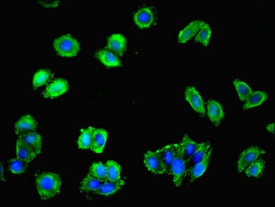 PTAFR / PAF Receptor Antibody