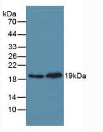 MAPK14 / p38 Antibody (aa19-279, Biotin)