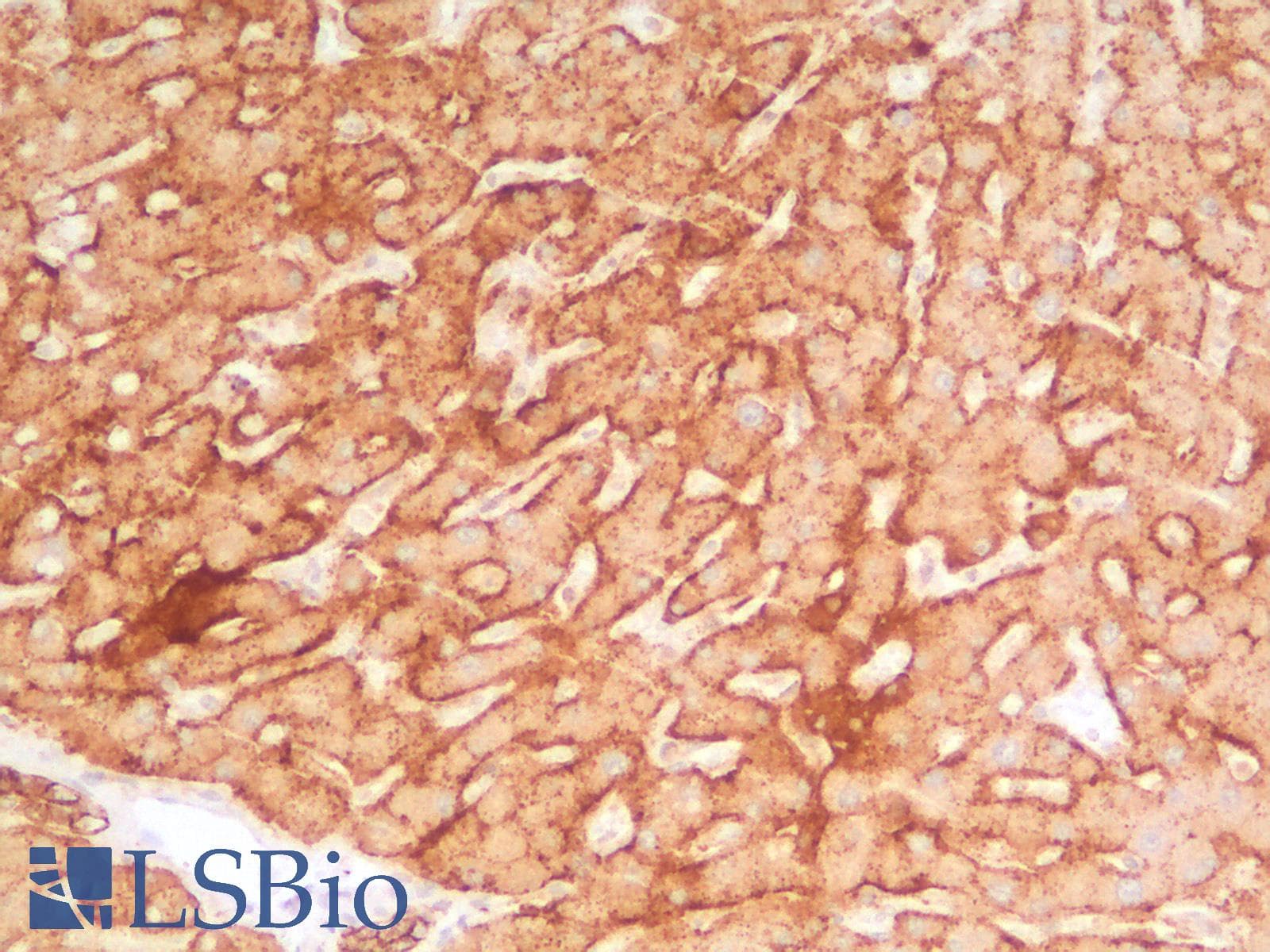 PathPlus™ SDC1 / Syndecan 1 / CD138 Antibody (Concentrated)