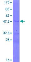 Human MRPS11 Protein (Recombinant GST)