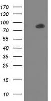 PRKCE / PKC-Epsilon Antibody (clone OTI2A12)