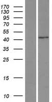 SNAPC1 Protein (Over-Expression Lysate Myc-DDK (Flag))