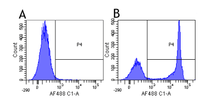 CD4 Antibody (CD4, clone MT310)