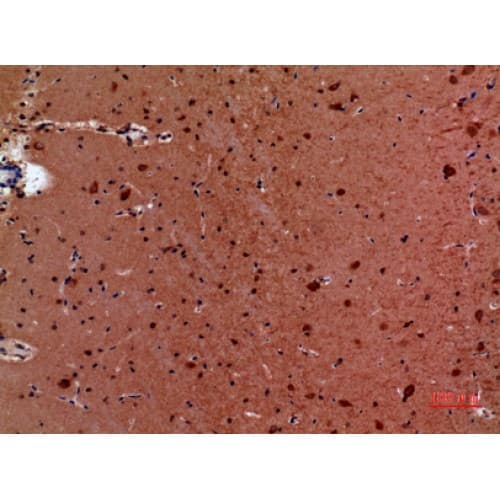 HSP90 / Heat Shock Protein 90 Antibody