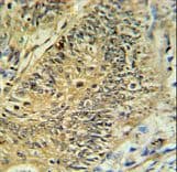 RPS15A Antibody (aa1-30)