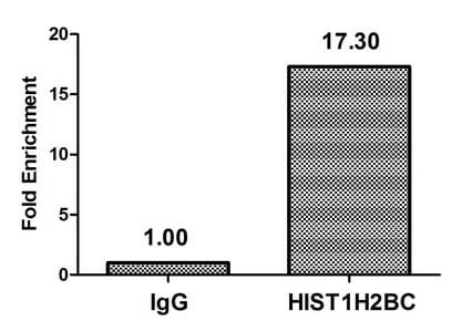 HIST1H2BN Antibody