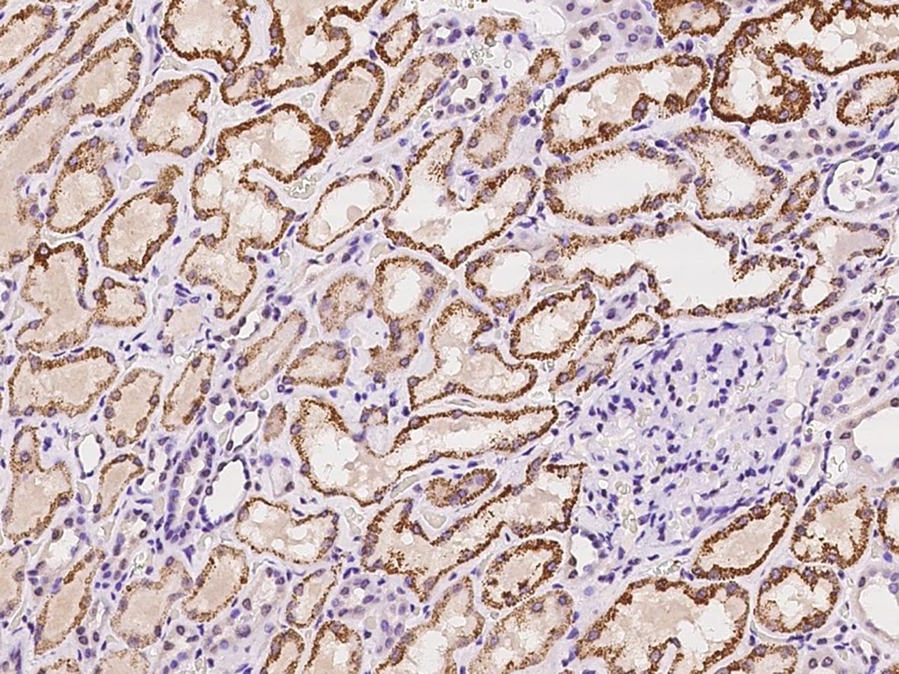 MOX / MOXD1 Antibody