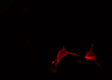 CD2BP2 Antibody