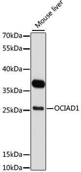 Polyclonal Rabbit anti-Human OCIAD1 Antibody (WB)