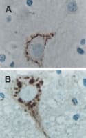Polyclonal Rabbit anti-Human CASP9 / Caspase 9 Antibody (IHC, WB)