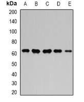 GPI Antibody