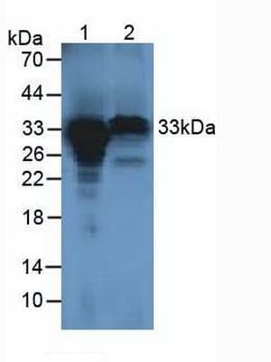 HCCS Antibody (aa1-268, APC, Cy7)