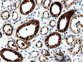 NT5DC1 Antibody (clone OTI2H8)