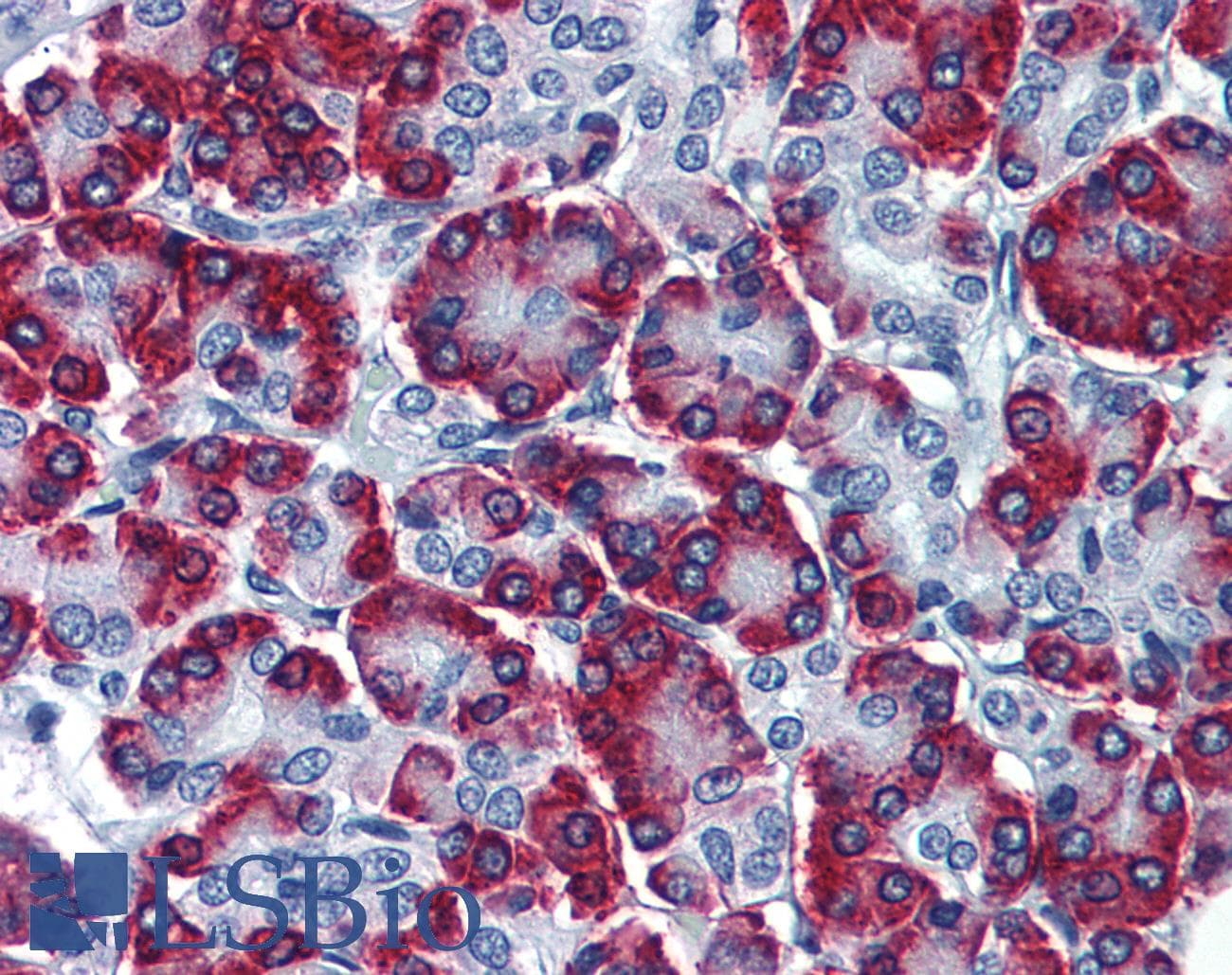 IHC-plus™ SSR1 Antibody (clone 1C11)