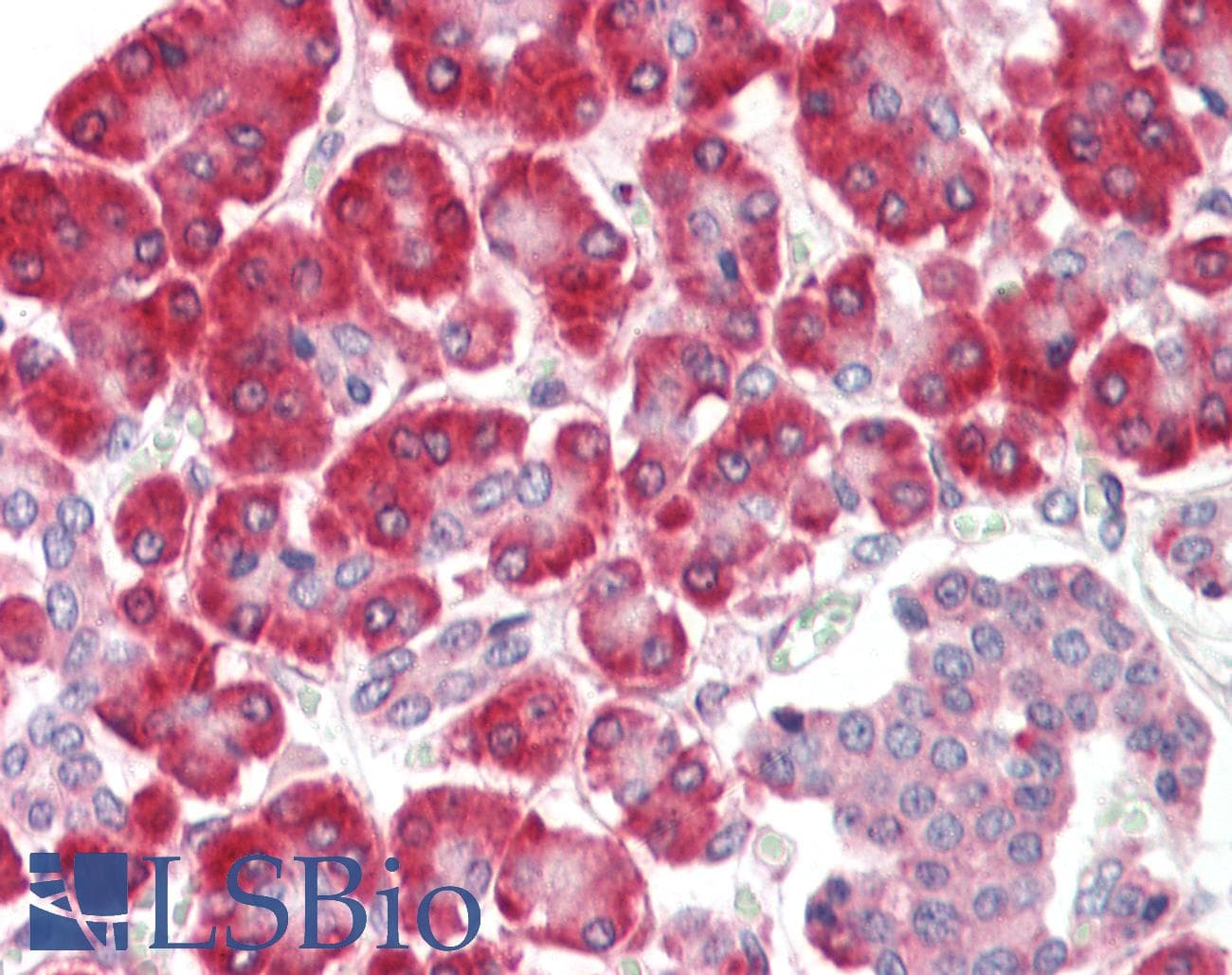 IHC-plus™ SGSM1 Antibody