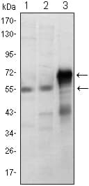 IHC-plus™ ETS1 / ETS-1 Antibody (clone 8A8)