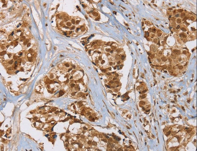 RAB24 Antibody