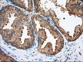 SNX9 / WISP Antibody (clone OTI1E2, Carrier-free)