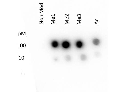 Histone H3 Antibody