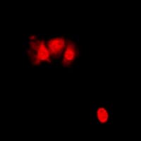PIN1 Antibody (N-Terminus)