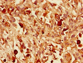 VGF Antibody
