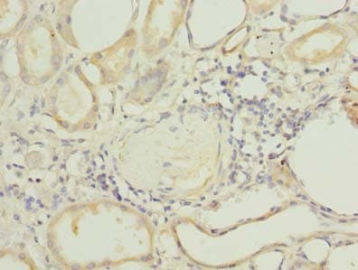 PLEKHA8 Antibody