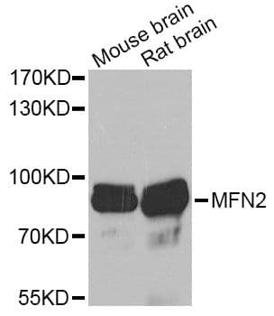 Polyclonal Rabbit anti-Mouse Mitofusin 2 / MFN2 Antibody (IHC, WB)