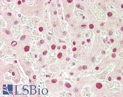 MAFB Antibody (aa273-323)