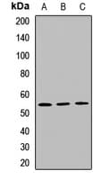 PMPCB / MPP11 Antibody