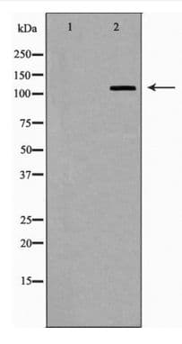 EIF2AK3 / PERK Antibody