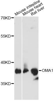 OMA1 Antibody