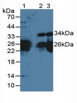 MYL3 Antibody (aa8-199, Biotin)