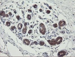 METAP2 Antibody (clone OTI1F6)