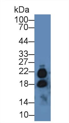 IL17 Antibody (aa20-155)