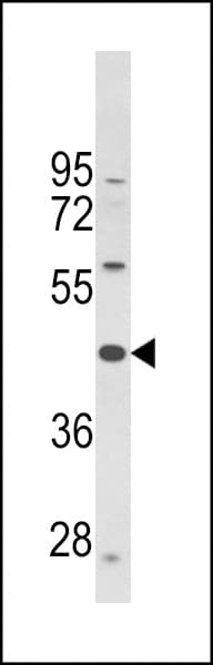 PTAR1 Antibody (aa60-89)
