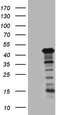 SETD8 / SET8 Antibody (clone OTI5C7, Carrier-free)