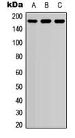EIF4G1 / EIF4G Antibody (phospho-Ser1148)
