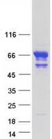 Human KLC4 Protein (Recombinant Myc-DDK (Flag))