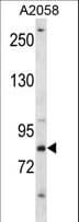 CRTC2 / TORC2 Antibody (aa664-693)