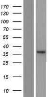 Spastic / GLRB Protein (Over-Expression Lysate Myc-DDK (Flag))