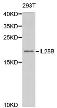 IL28B Antibody