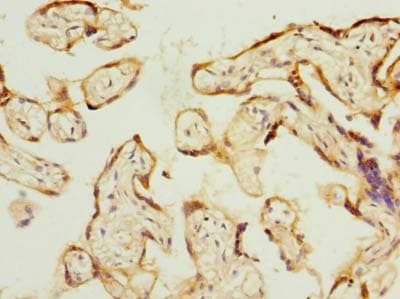 PSG3 Antibody