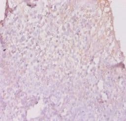 HLA-DPB1 Antibody (FITC)