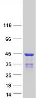 Human HNRNPC / HNRNP C Protein (Recombinant Myc-DDK (Flag))