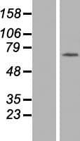 SERAC1 Protein (Over-Expression Lysate Myc-DDK (Flag))